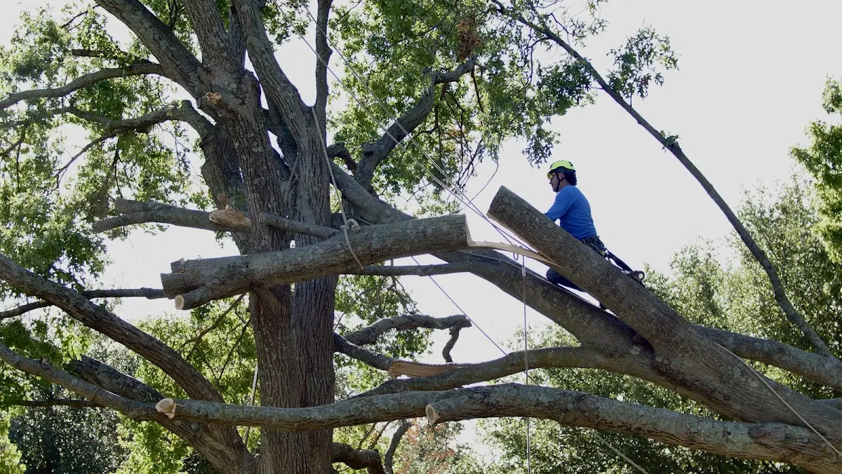 Professional Crown Thinning performed by certified arborists in Schuyler Falls